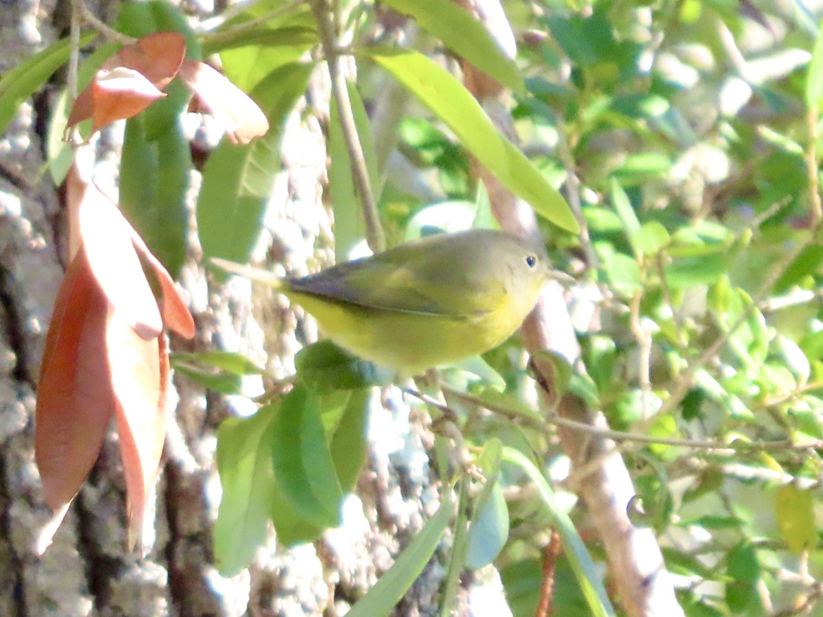 Nashville Warbler - ML643886689