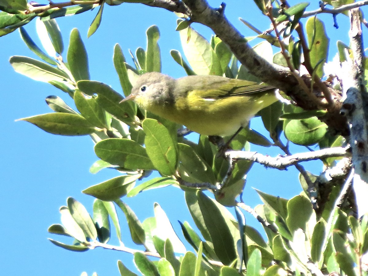 Nashville Warbler - ML643886690