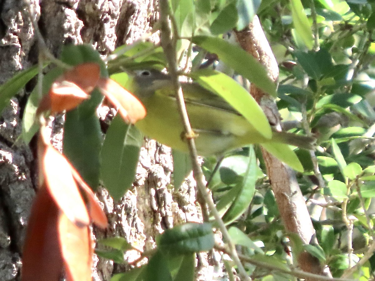 Nashville Warbler - ML643886691