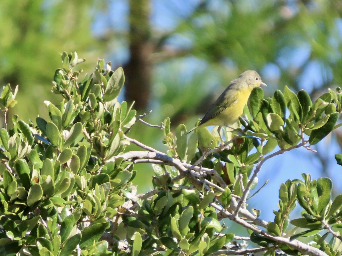 Nashville Warbler - ML643886692