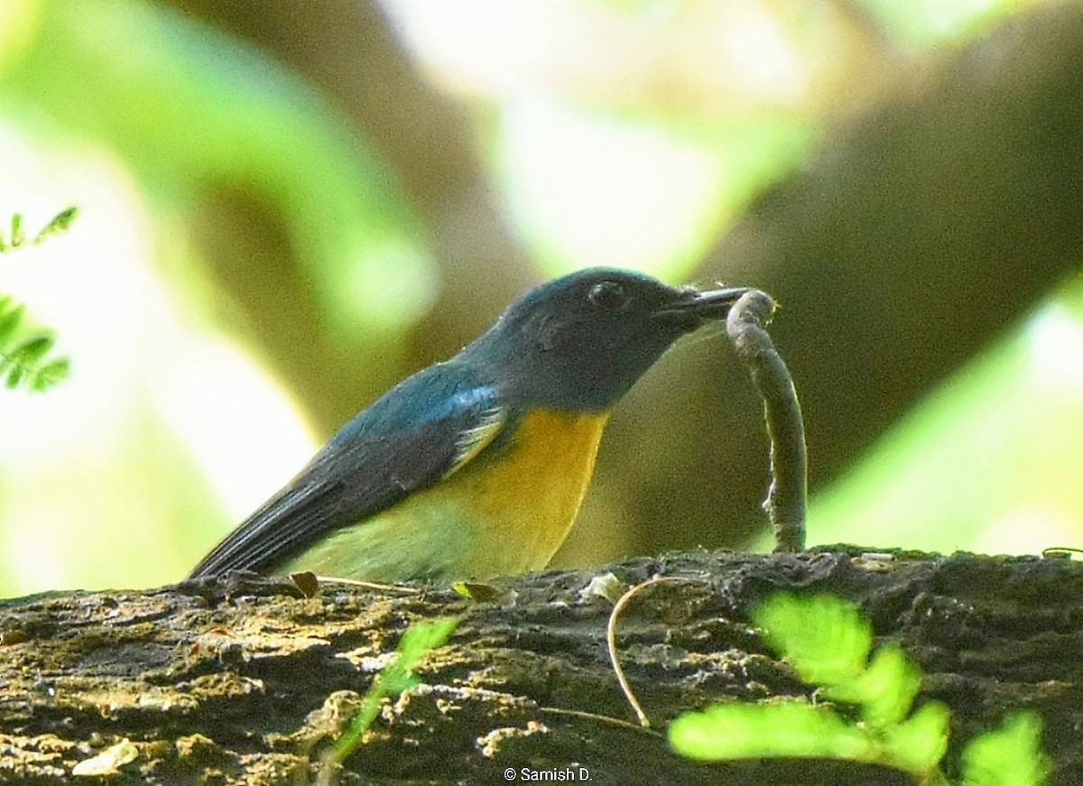 Blue-throated Flycatcher - ML643886703