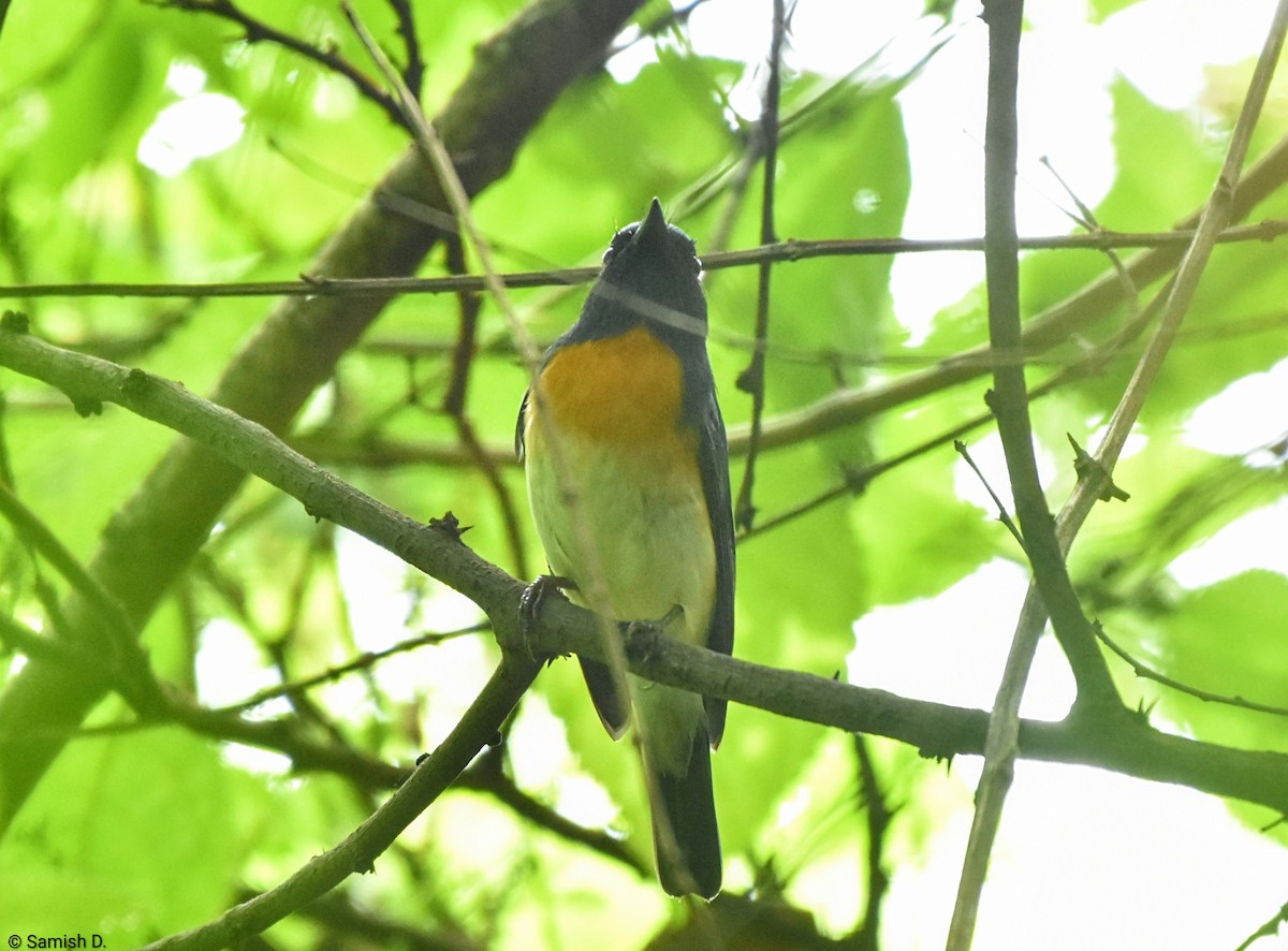 Blue-throated Flycatcher - ML643886704