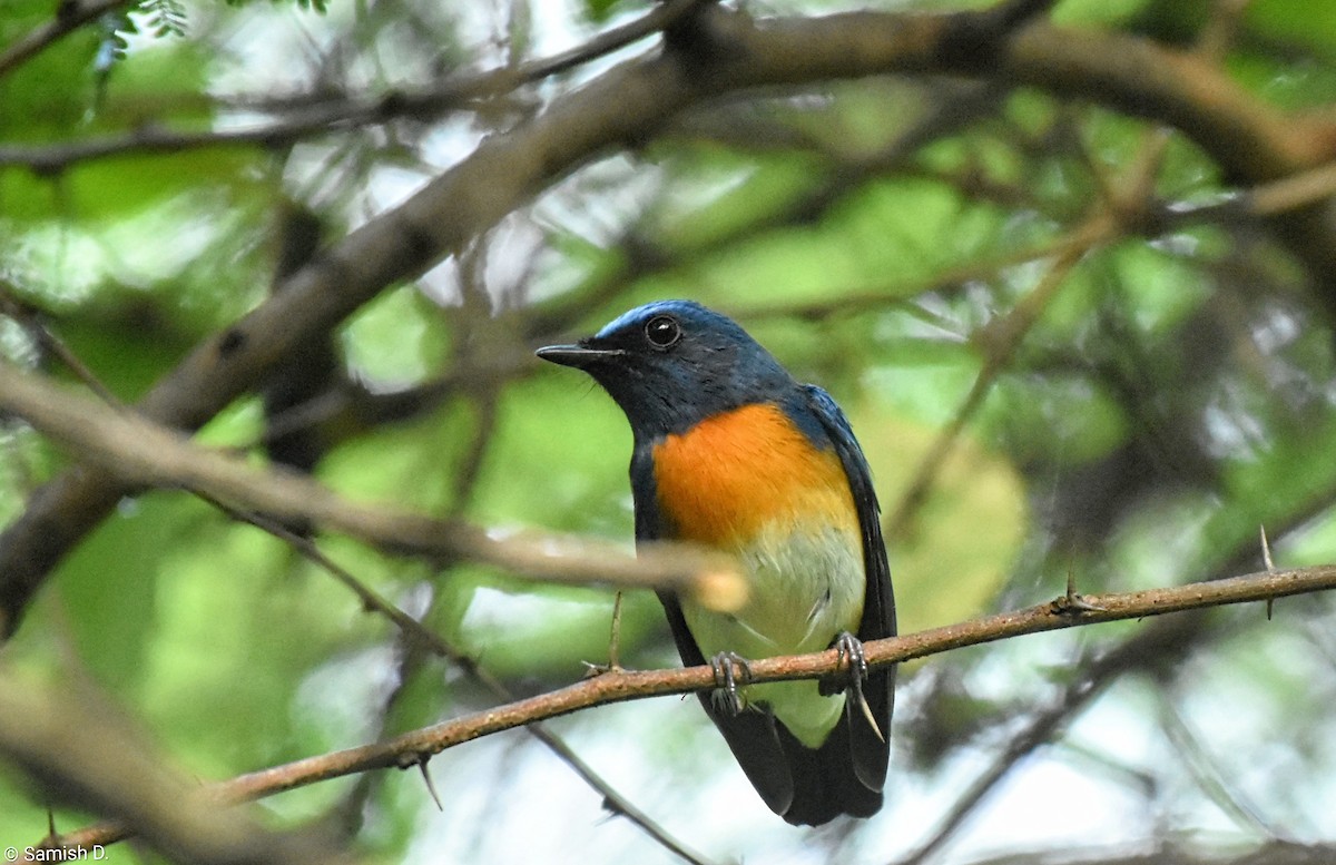 Blue-throated Flycatcher - ML643886705