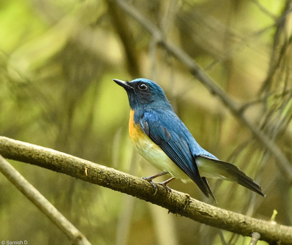 Blue-throated Flycatcher - ML643886706