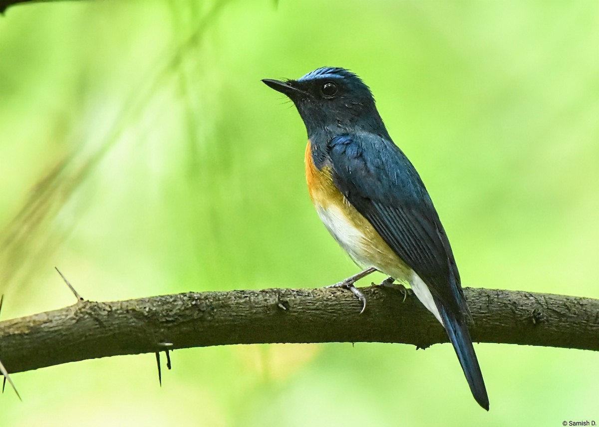 Blue-throated Flycatcher - ML643886707