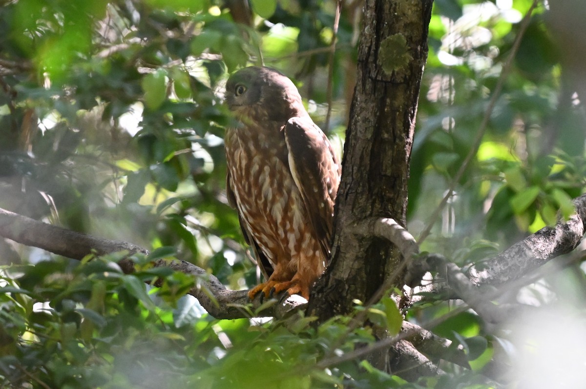 Barking Owl - ML643886738
