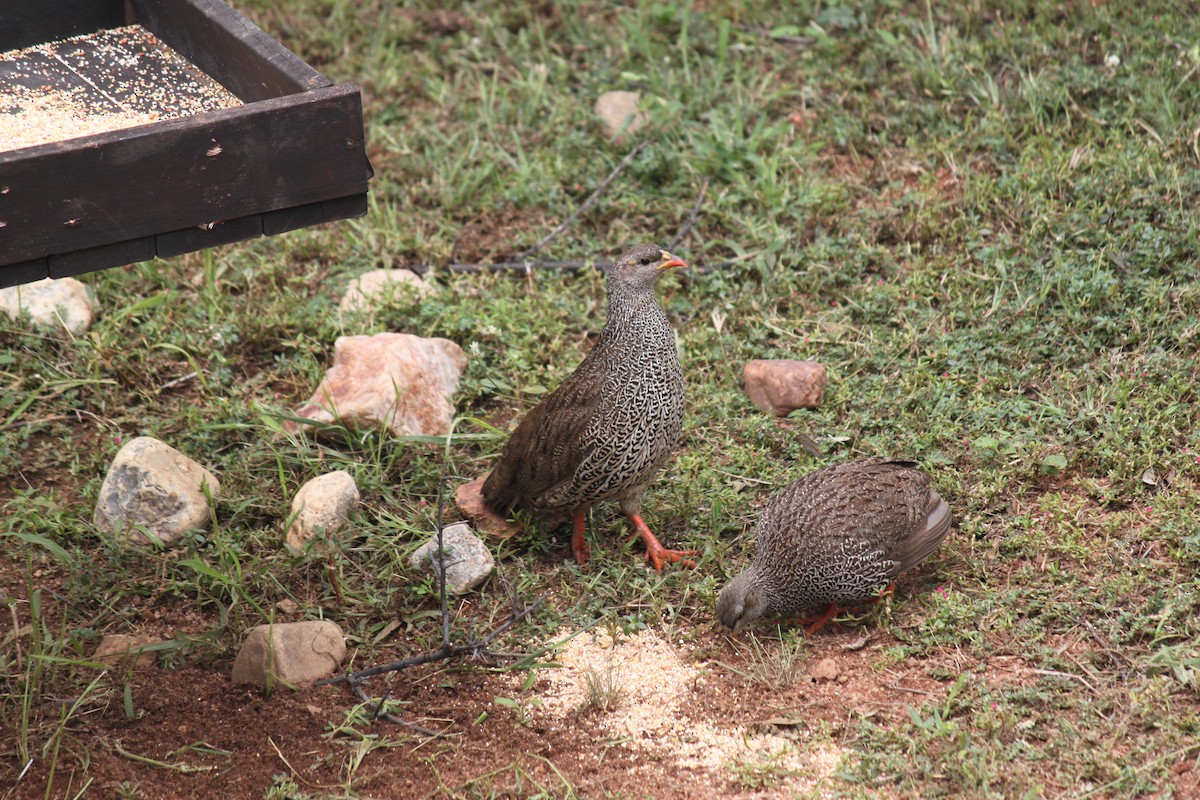 Natal Spurfowl - ML643886794