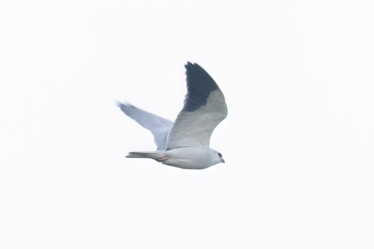 Black-winged Kite - ML643886795