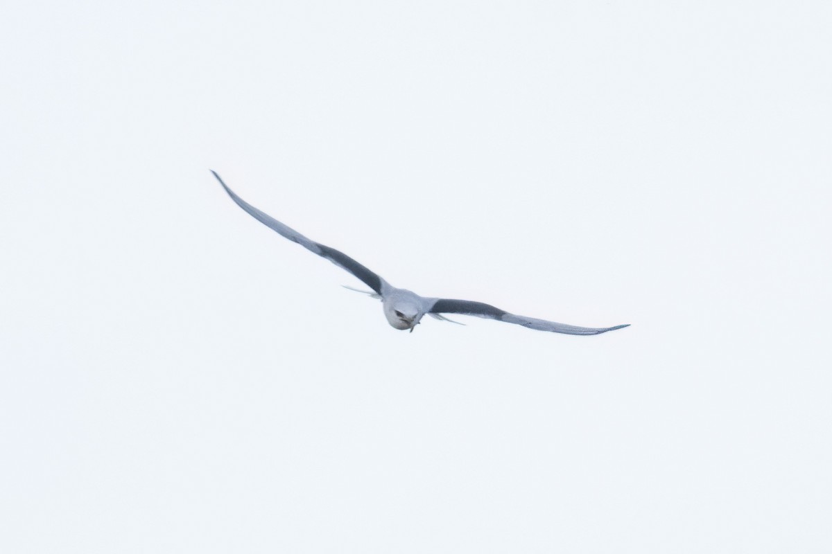 Black-winged Kite - ML643886797