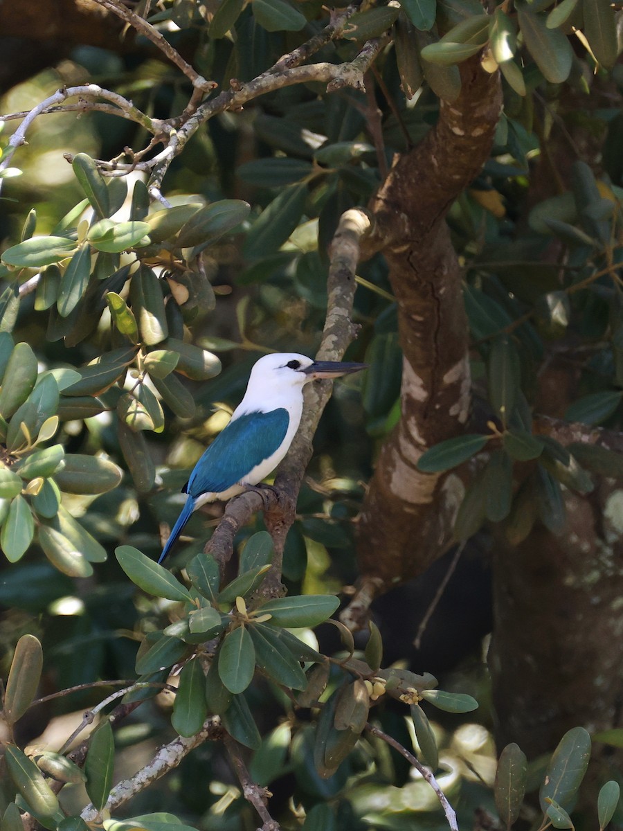 Альціон білоголовий - ML643886820