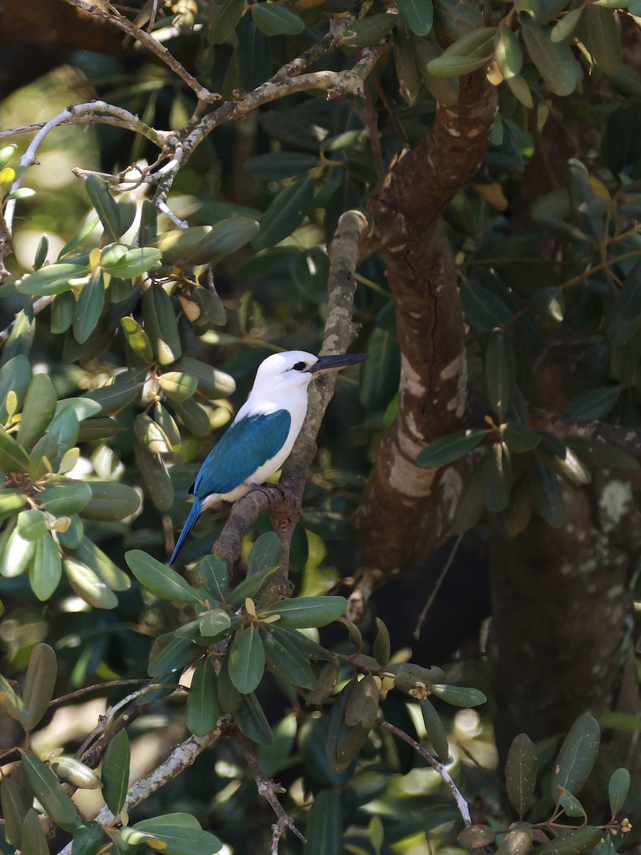 Альціон білоголовий - ML643886821