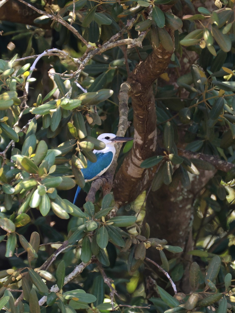 Альціон білоголовий - ML643886822