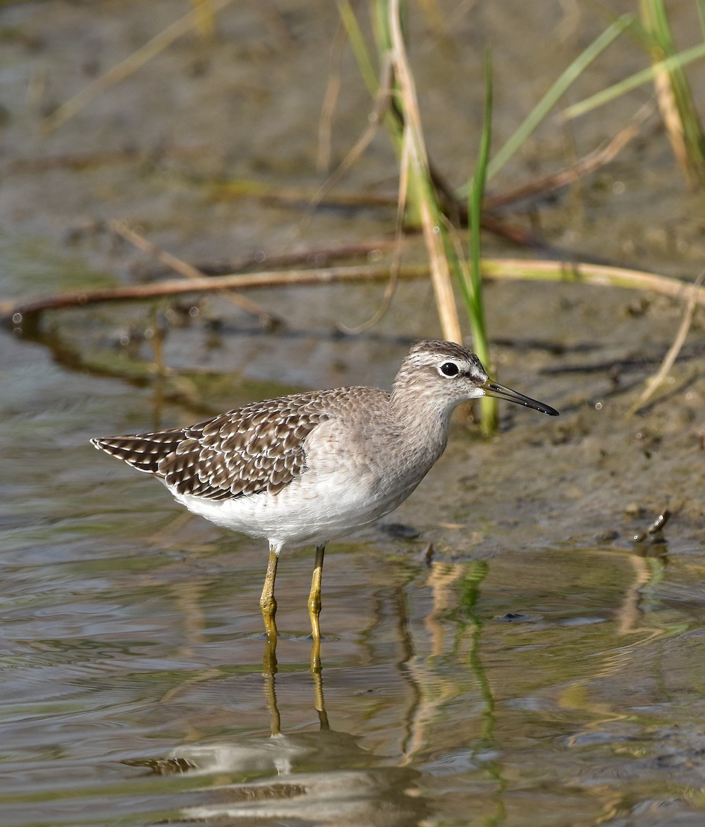 Wood Sandpiper - ML643886828