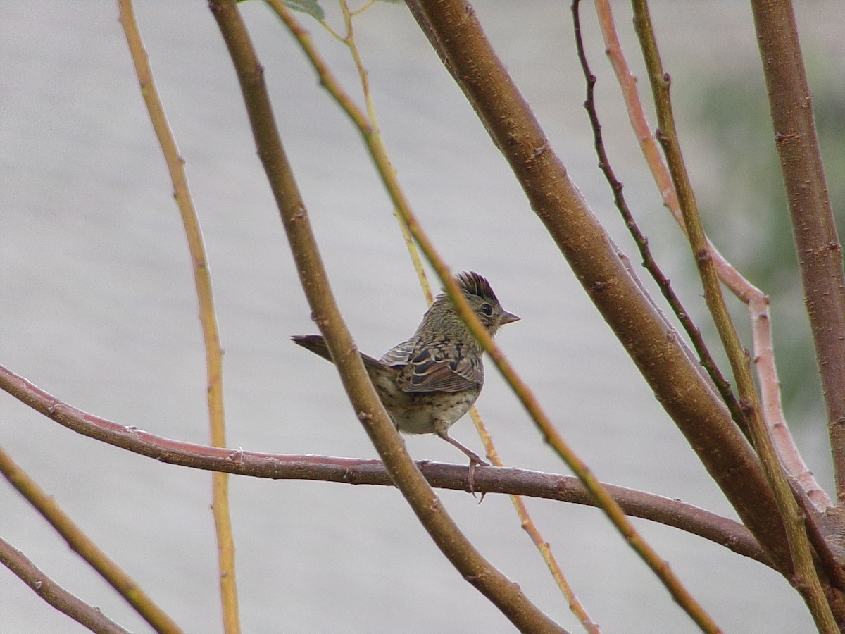 Lincoln's Sparrow - ML643886838