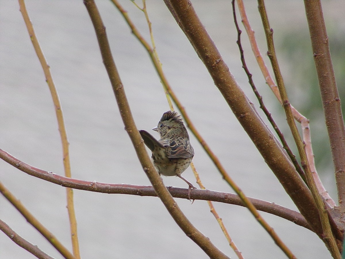Lincoln's Sparrow - ML643886839