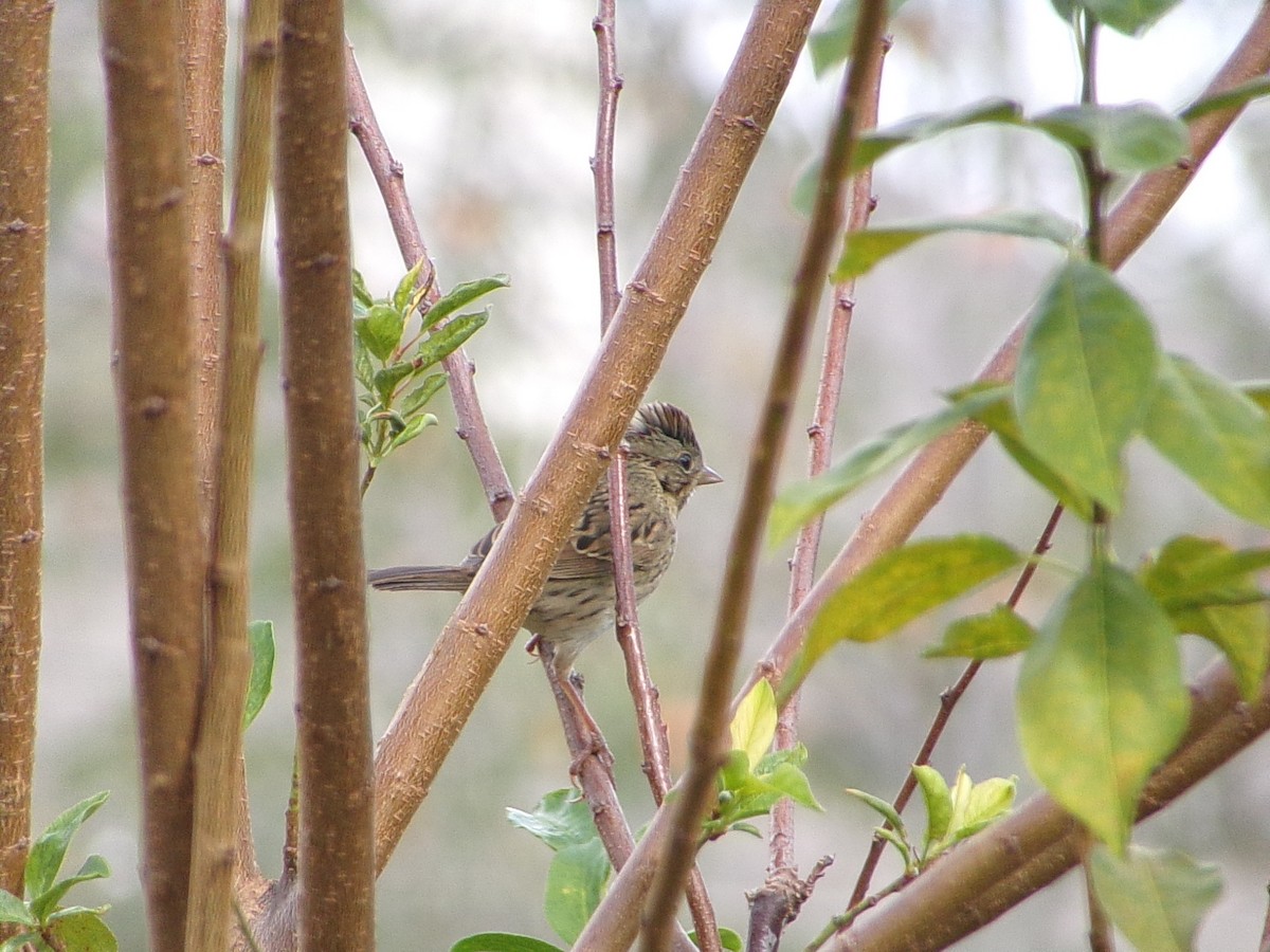 Lincoln's Sparrow - ML643886840