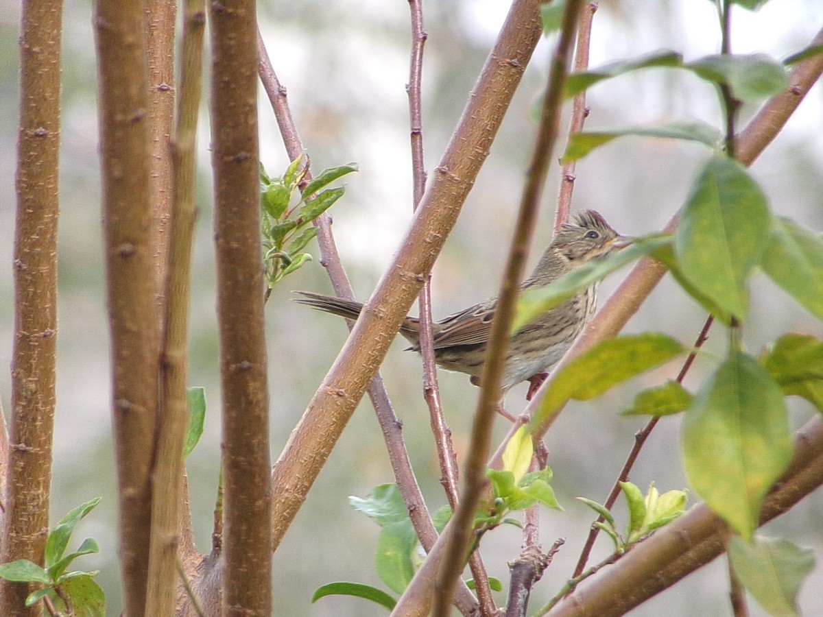 Lincoln's Sparrow - ML643886841