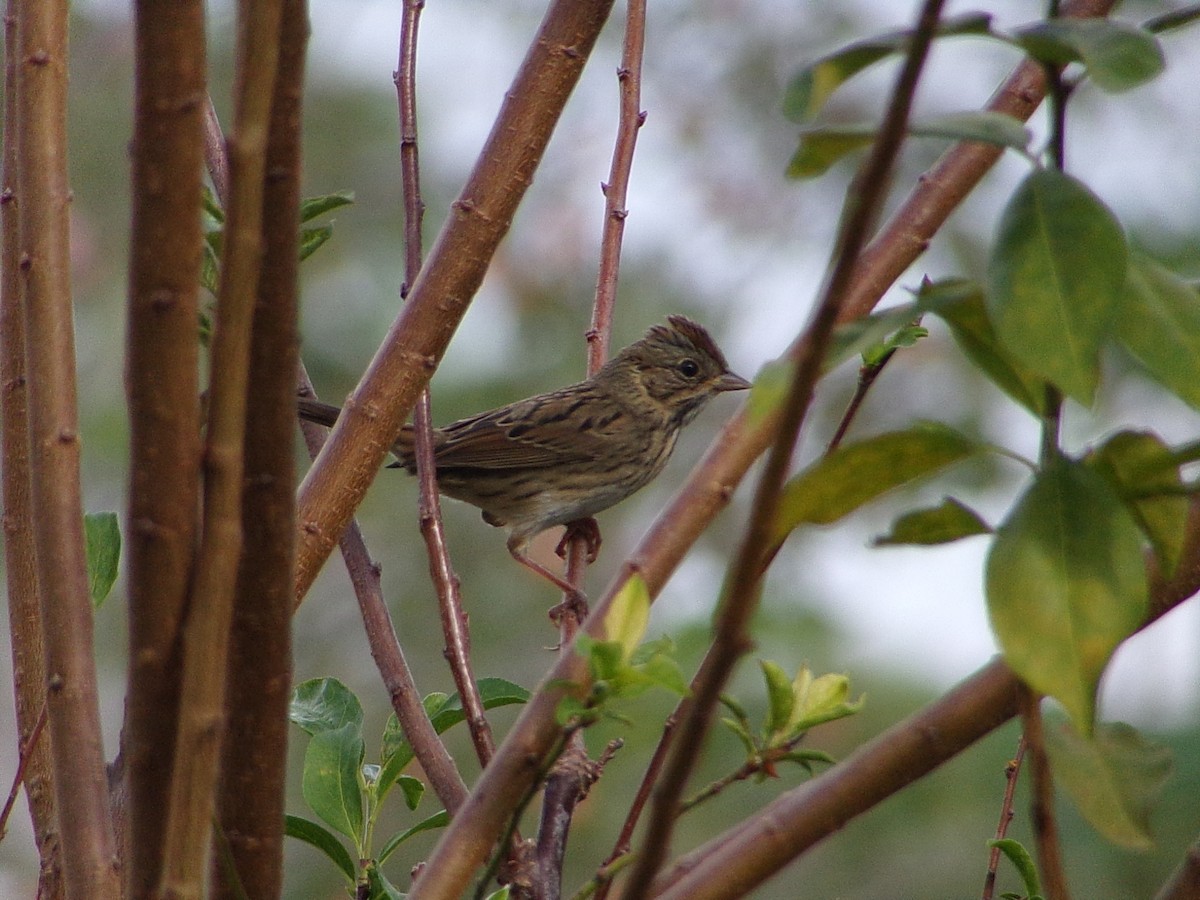 Lincoln's Sparrow - ML643886842
