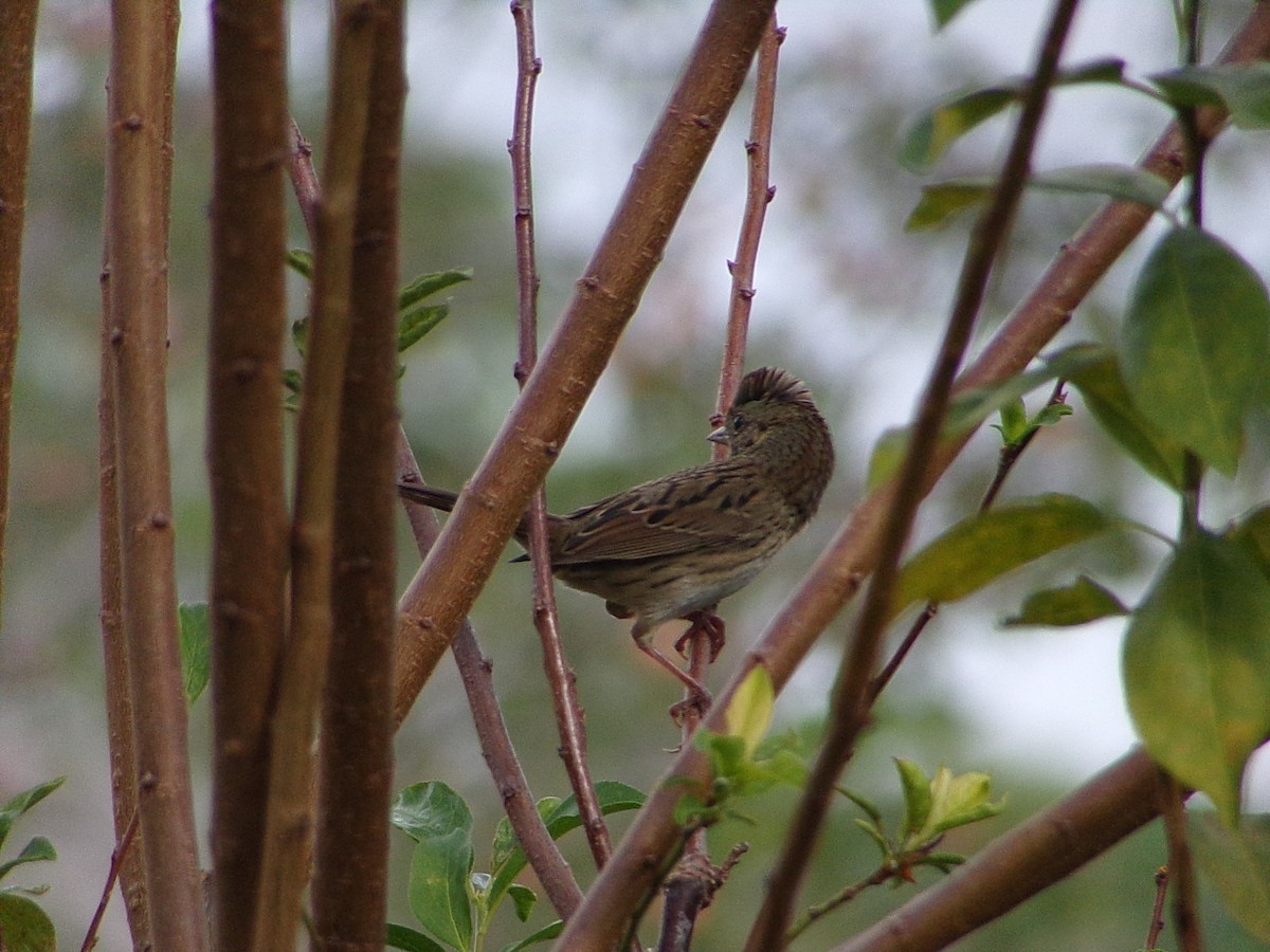 Lincoln's Sparrow - ML643886843