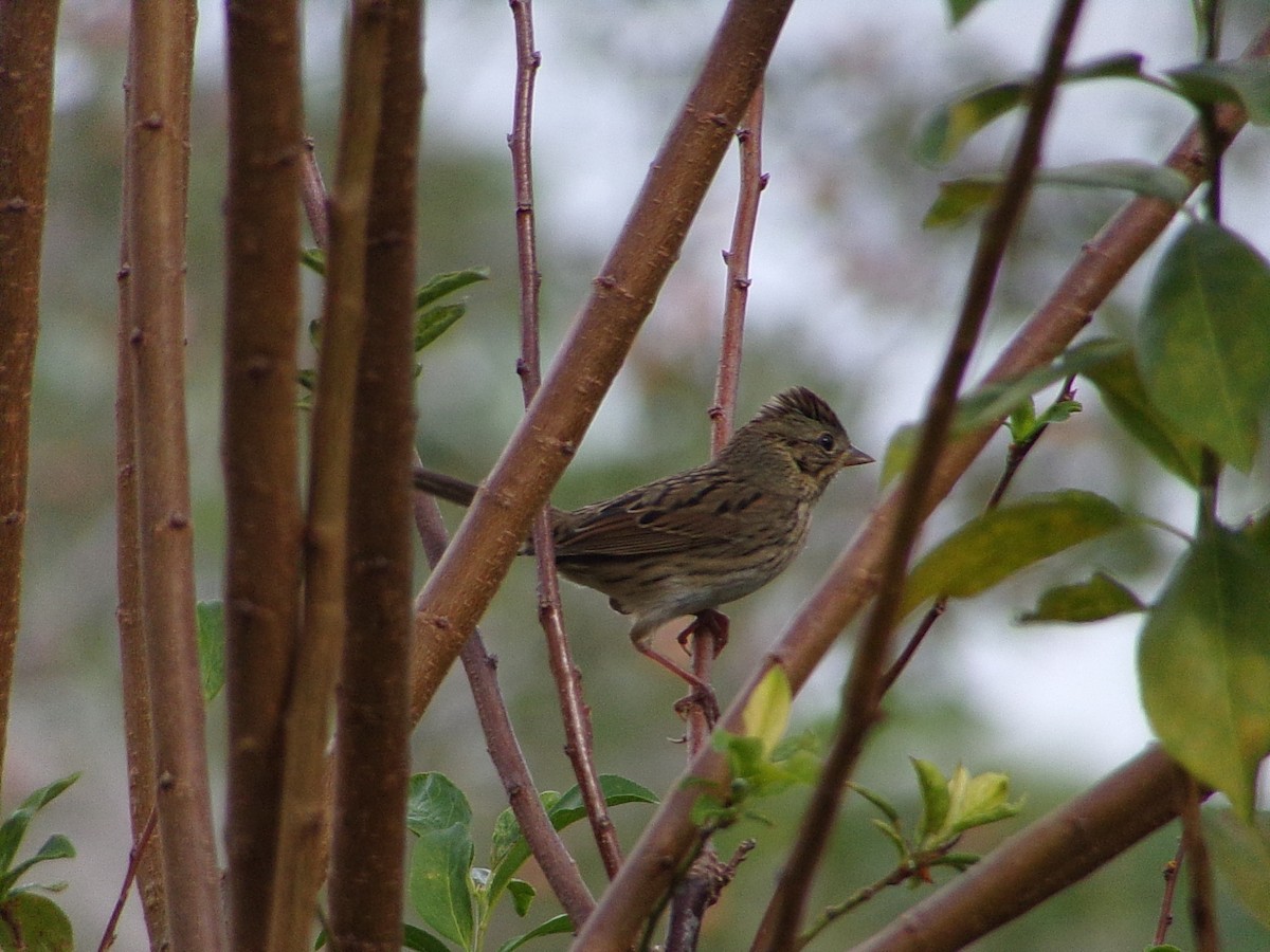 Lincoln's Sparrow - ML643886844