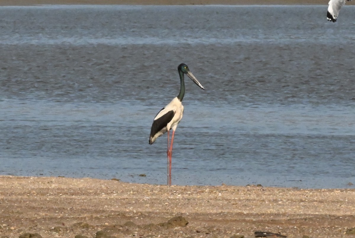 Black-necked Stork - ML643886854