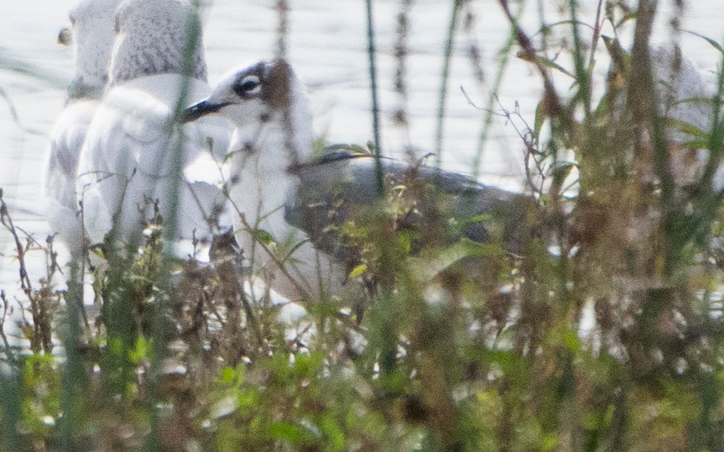 Franklin's Gull - ML643886869