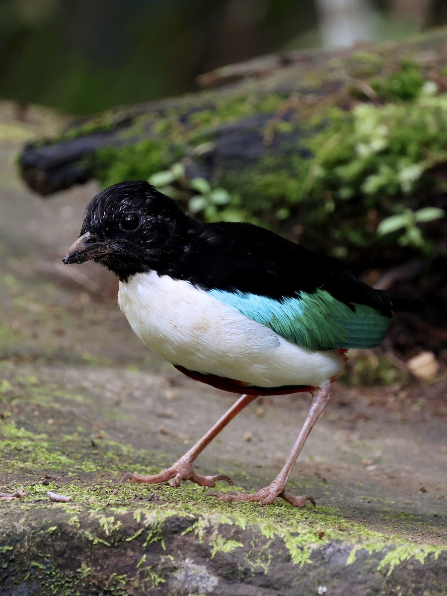 Ivory-breasted Pitta - ML643886877