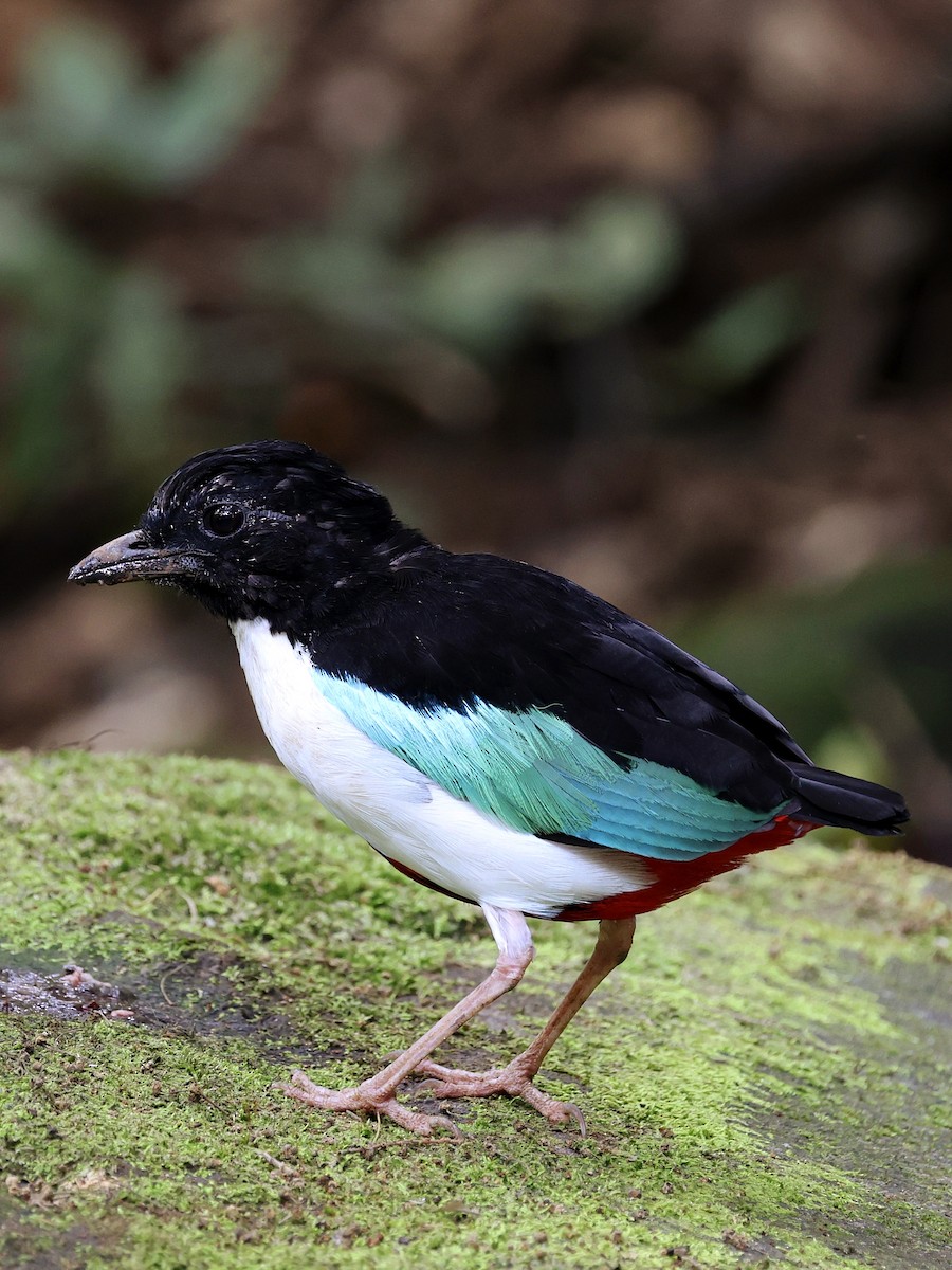 Ivory-breasted Pitta - ML643886878