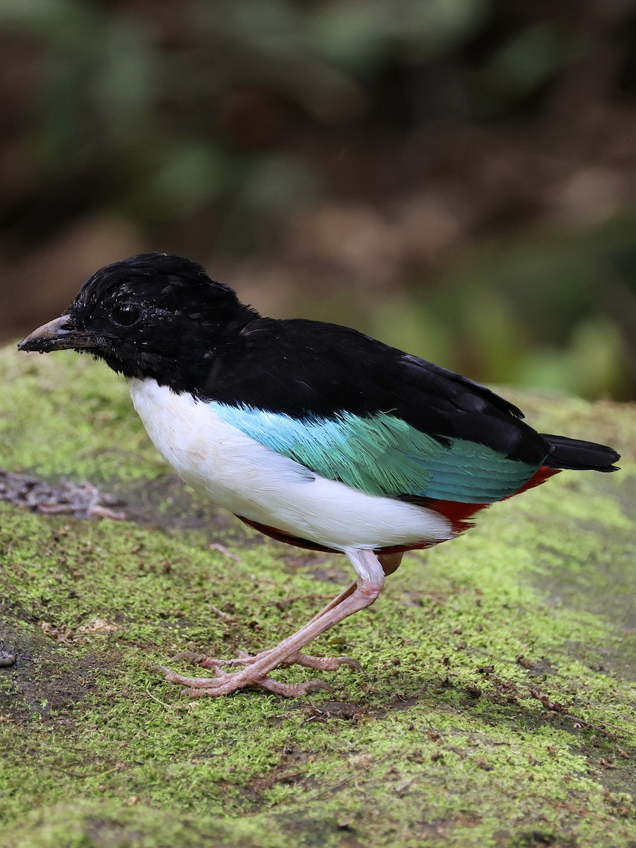 Ivory-breasted Pitta - ML643886879