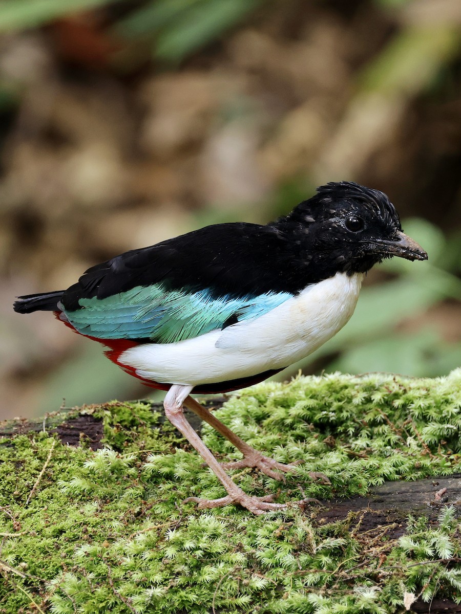 Ivory-breasted Pitta - ML643886881