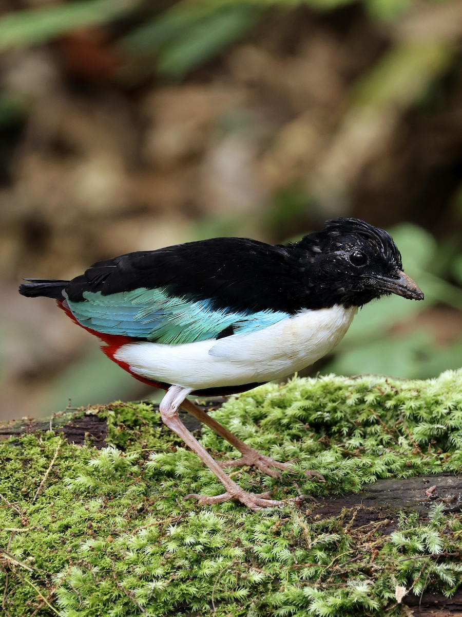 Ivory-breasted Pitta - ML643886882