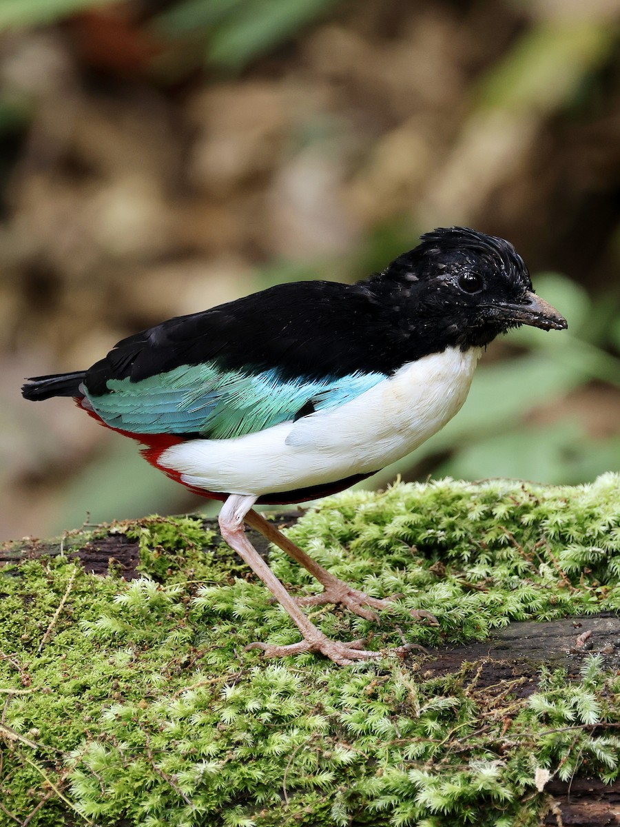 Ivory-breasted Pitta - ML643886884