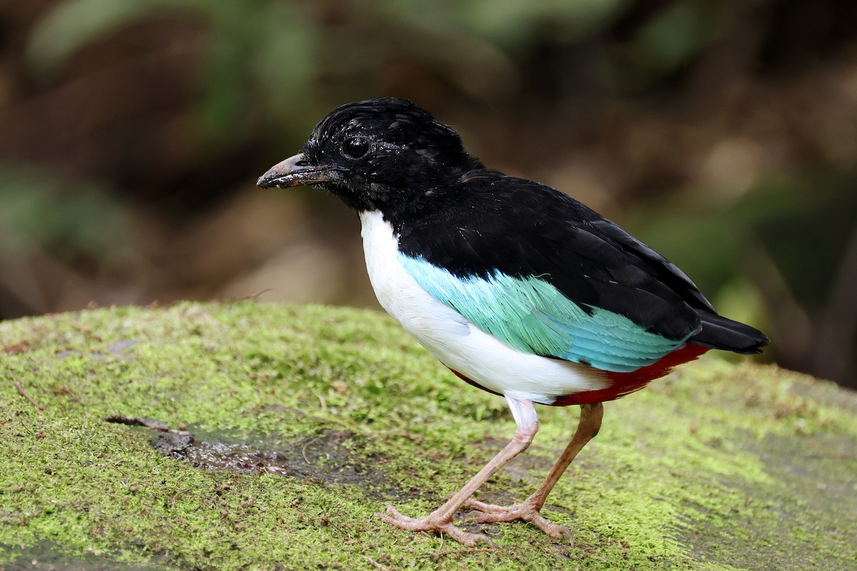Ivory-breasted Pitta - ML643886885