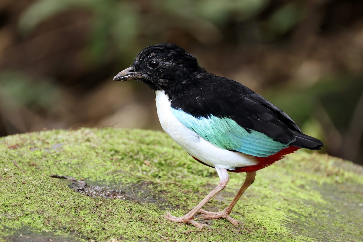 Ivory-breasted Pitta - ML643886886
