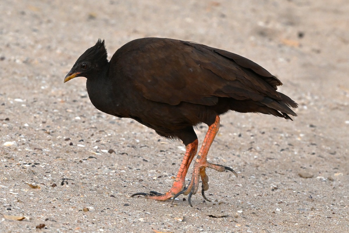 Orange-footed Megapode - ML643886901