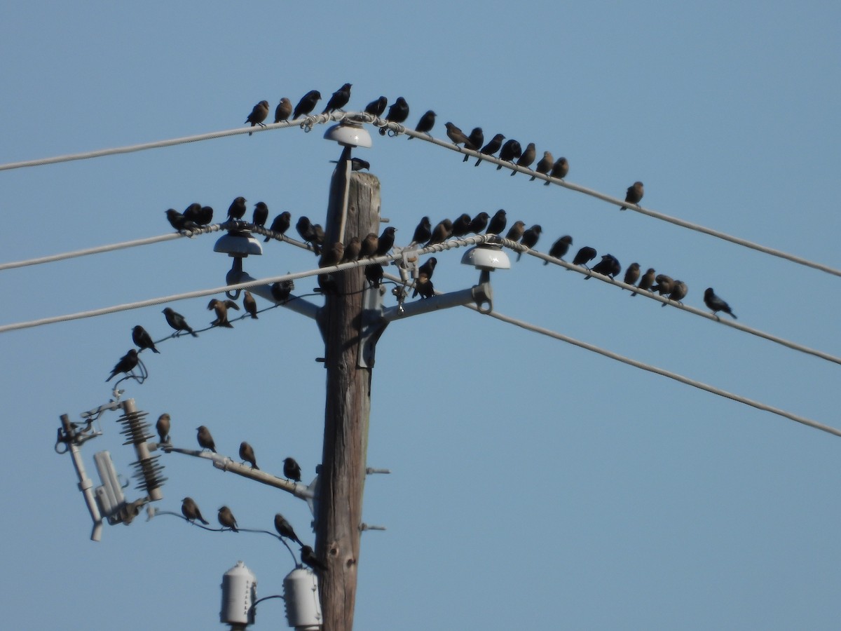 Brown-headed Cowbird - ML643886925