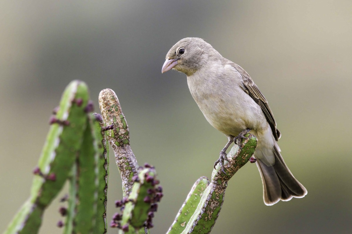 Yellow-spotted Bush Sparrow - ML643886944