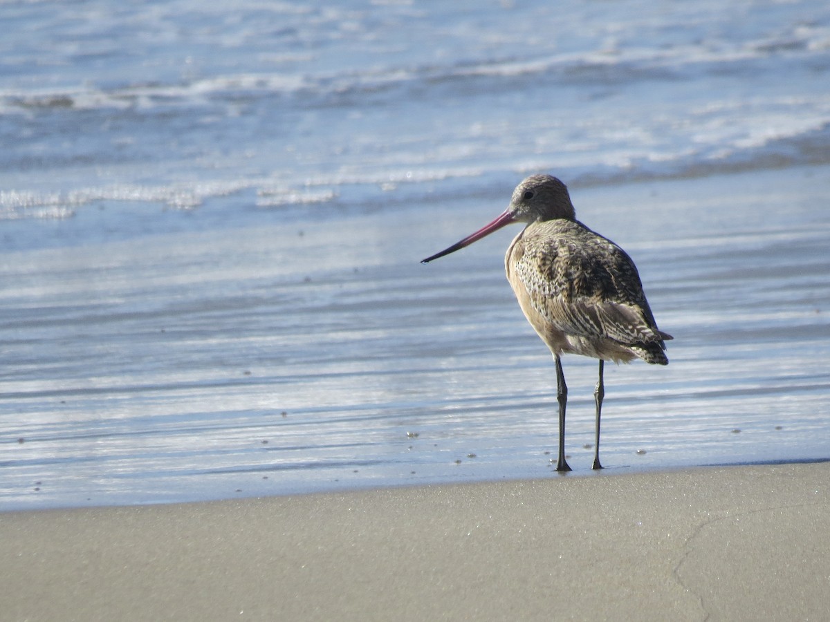 Marbled Godwit - ML643886958