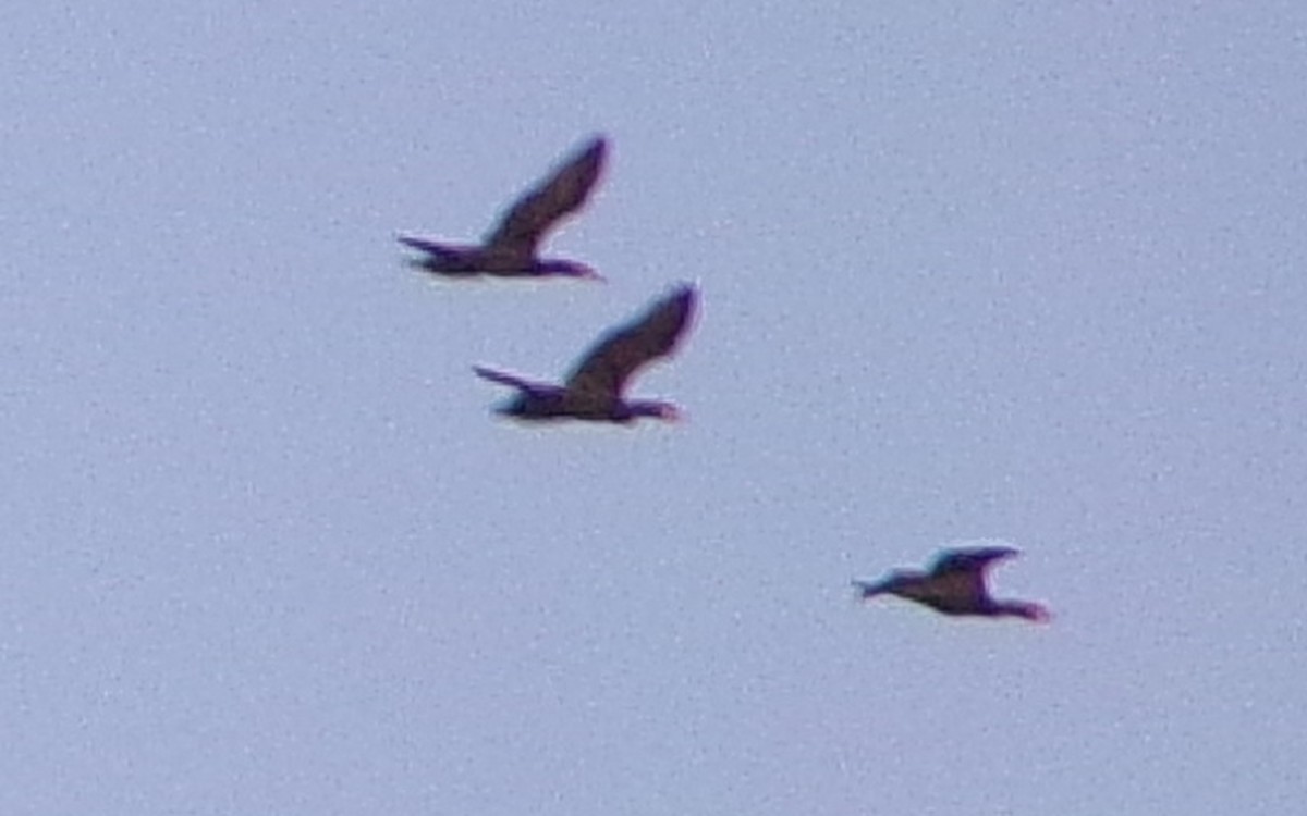 Cormoran vigua - ML643886971