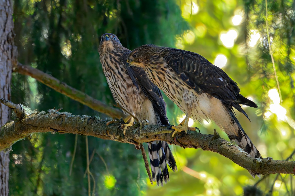 Rundschwanzhabicht - ML643886976