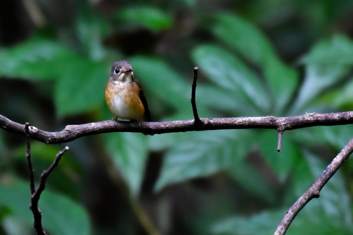 Ferruginous Flycatcher - ML643886993