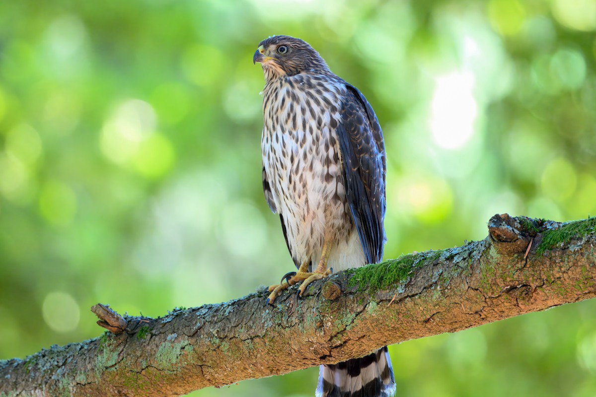 Cooper's Hawk - ML643886994