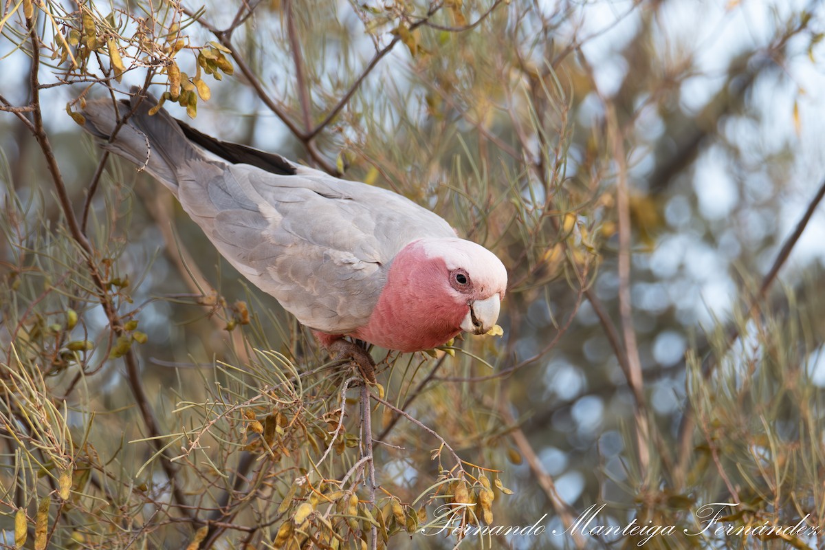 Galah - ML643887001