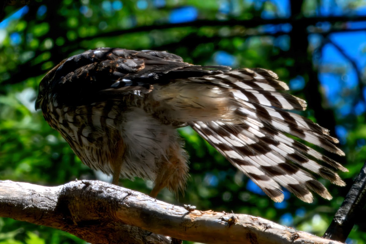 Cooper's Hawk - ML643887003
