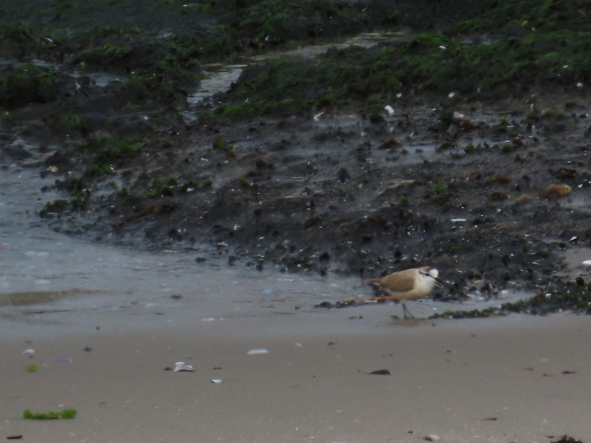 White-fronted Plover - ML643887031