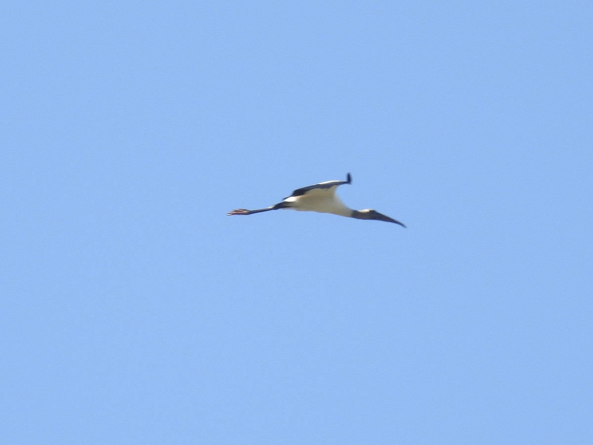 amerikastork - ML643887036