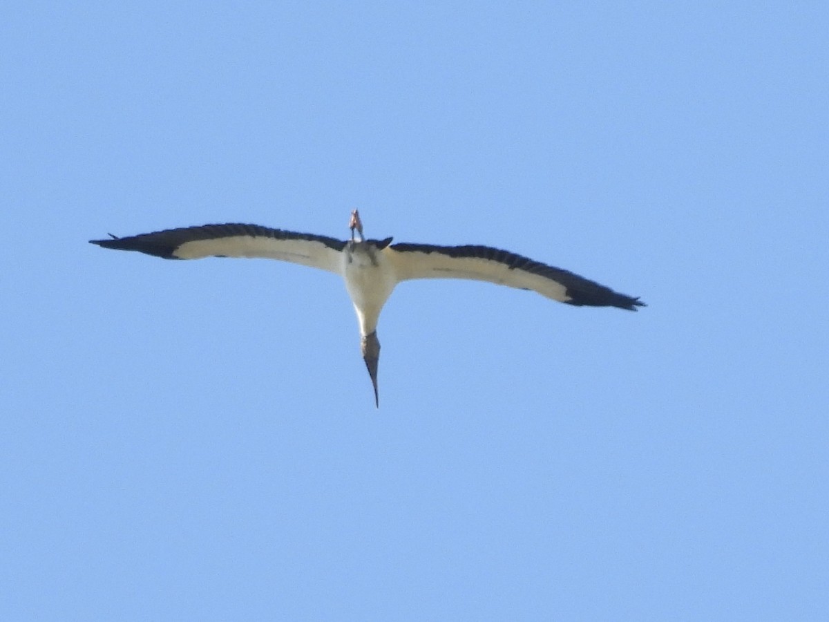 amerikastork - ML643887037