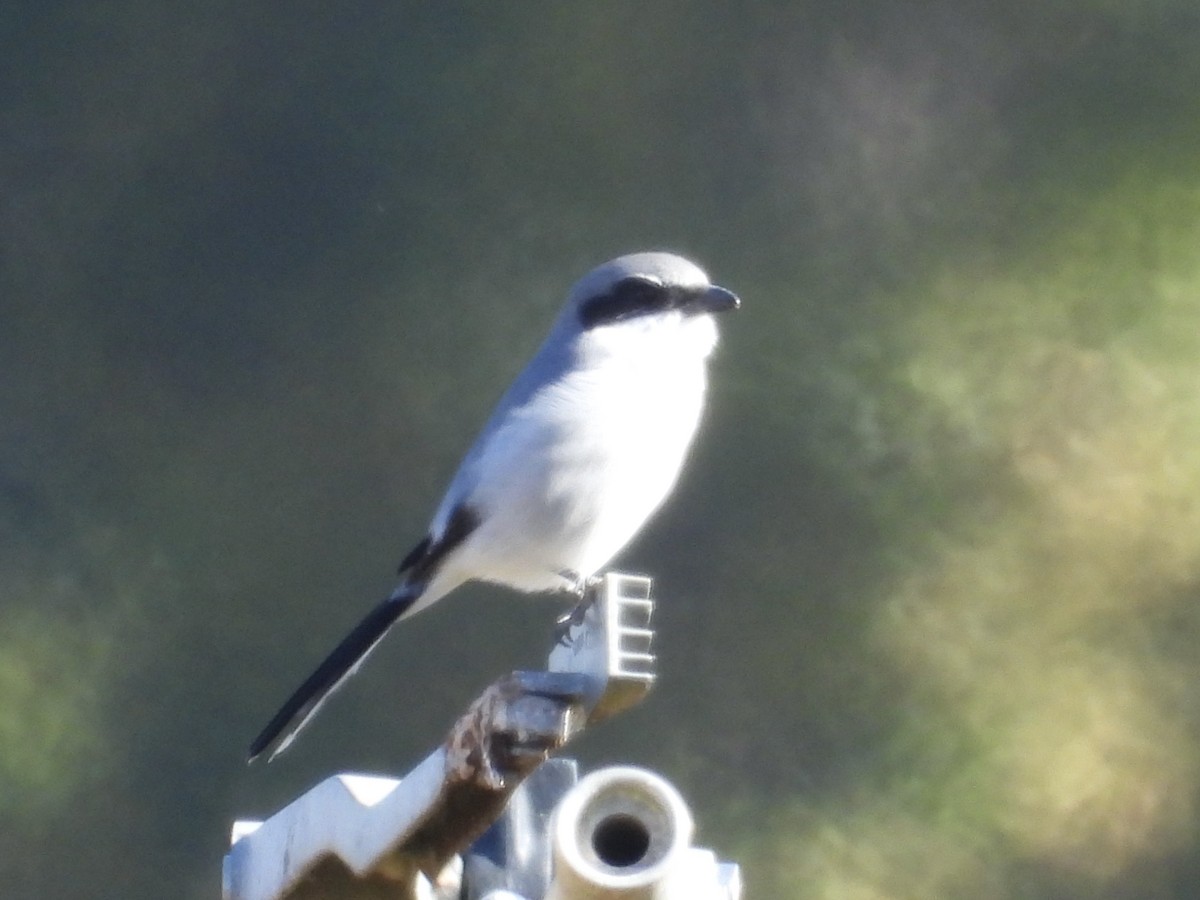 Loggerhead Shrike - ML643887038