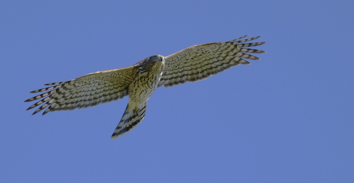 Cooper's Hawk - ML643887062