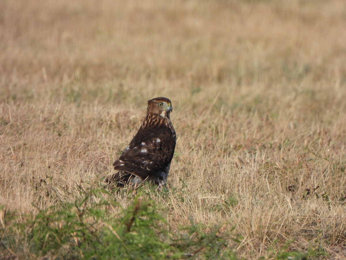 Cooper's Hawk - ML643887083